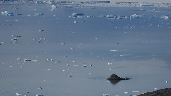 OTL31a26, Day 5, APMG0203.JPG © Andy Perkins - Oceanwide Expeditions.JPG