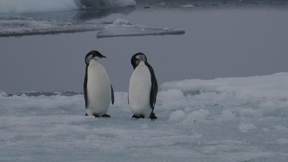 OTL31a26, Day 6, APMG0273.JPG © Andy Perkins - Oceanwide Expeditions.JPG