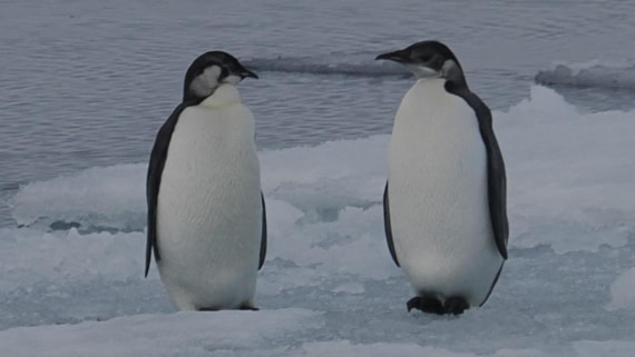 OTL31a26, Day 6, APMG0280.JPG © Andy Perkins - Oceanwide Expeditions.JPG