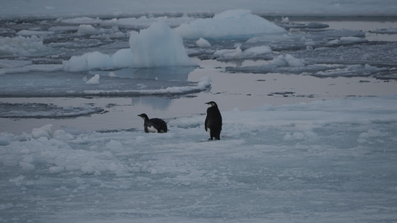 OTL31a26, Day 6, APMG0285.JPG © Andy Perkins - Oceanwide Expeditions.JPG