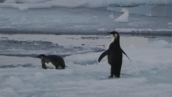 OTL31a26, Day 6, APMG0295.JPG © Andy Perkins - Oceanwide Expeditions.JPG