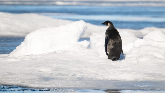 OTL31a26, Day 6, DSC_4019-Edit.jpg © Marco Rosso - Oceanwide Expeditions.jpg