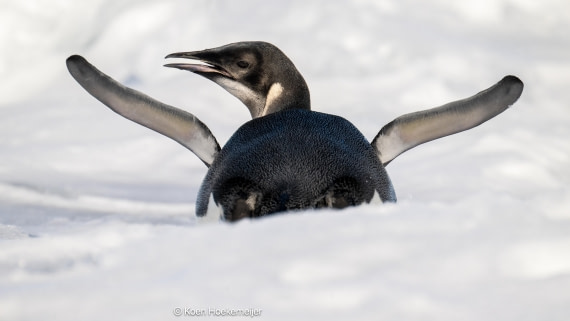 OTL31a26, Day 6, DSC_4204-Edit.jpg © Marco Rosso - Oceanwide Expeditions.jpg