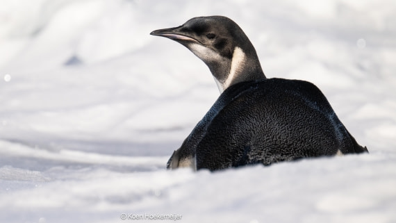 OTL31a26, Day 6, DSC_4245-Edit.jpg © Marco Rosso - Oceanwide Expeditions.jpg