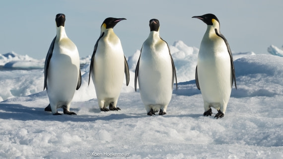 OTL31a26, Day 6, DSC_4609-Edit.jpg © Marco Rosso - Oceanwide Expeditions.jpg