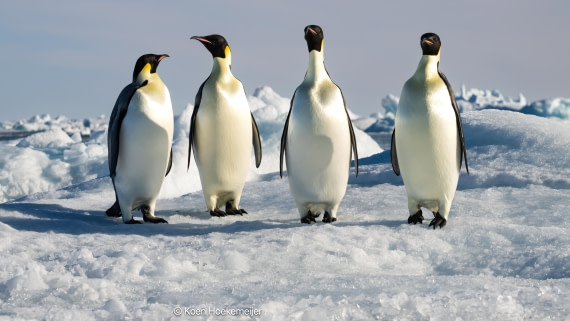 OTL31a26, Day 6, DSC_4658-Edit-2.jpg © Marco Rosso - Oceanwide Expeditions.jpg