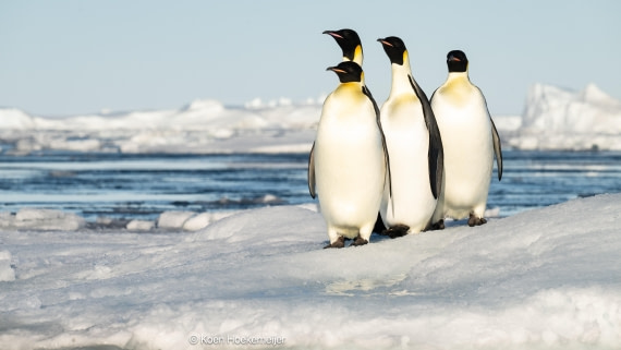OTL31a26, Day 6, DSC_6299.jpg © Marco Rosso - Oceanwide Expeditions.jpg