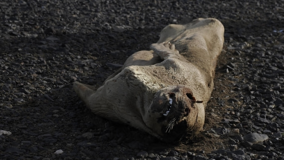 OTL31a26, Day 7, APMG0365.JPG © Andy Perkins - Oceanwide Expeditions.JPG