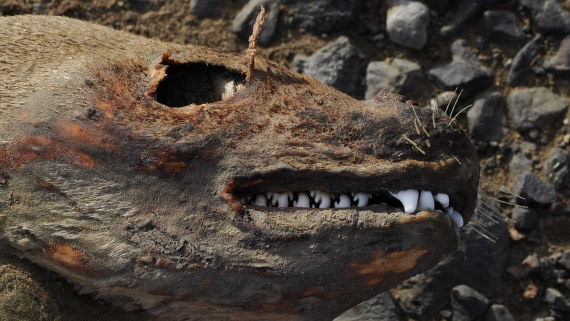 OTL31a26, Day 7, APMG0368.JPG © Andy Perkins - Oceanwide Expeditions.JPG