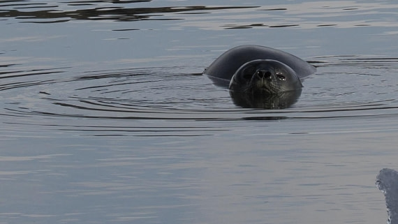 OTL31a26, Day 7, APMG0409.JPG © Andy Perkins - Oceanwide Expeditions.JPG