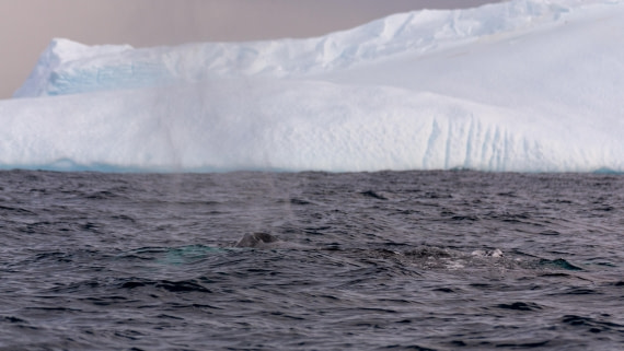 OTL31a26, Day 8, Marco (6).jpg © Marco Rosso - Oceanwide Expeditions.jpg