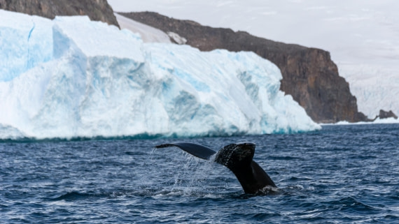 OTL31a26, Day 8, Marco (10).jpg © Marco Rosso - Oceanwide Expeditions.jpg