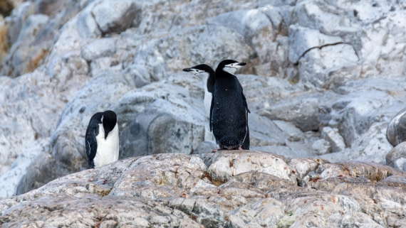 OTL31a26, Day 8, Marco (12).jpg © Marco Rosso - Oceanwide Expeditions.jpg