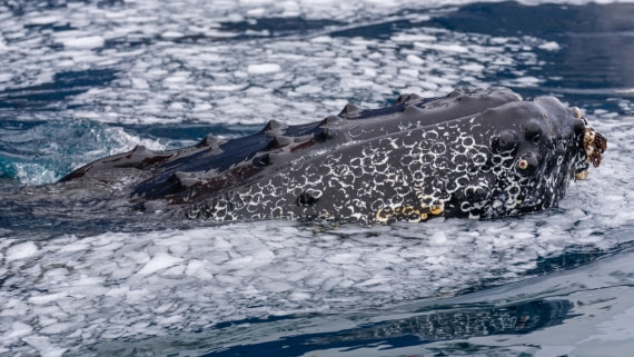 OTL31a26, Day 8, Marco (18).jpg © Marco Rosso - Oceanwide Expeditions.jpg