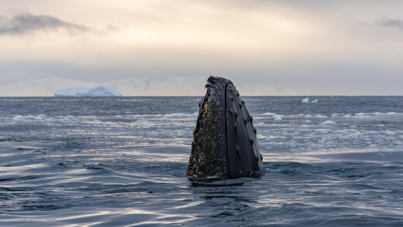 OTL31a26, Day 8, Marco (19).jpg © Marco Rosso - Oceanwide Expeditions.jpg