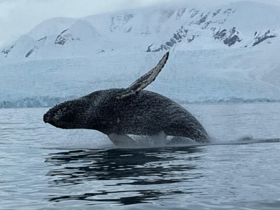 OTL31a26, Day 8, PHOTO-2026-03-24-21-03-58.JPG © Andy Perkins - Oceanwide Expeditions.JPG