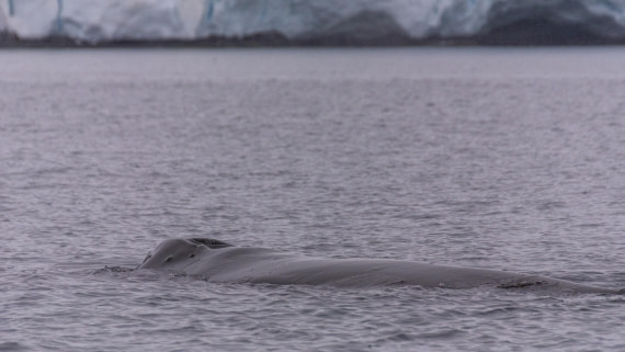 OTL31a26, Day 9, Marco (7).jpg © Marco Rosso - Oceanwide Expeditions.jpg