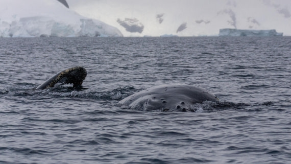 OTL31a26, Day 9, Marco (12).jpg © Marco Rosso - Oceanwide Expeditions.jpg