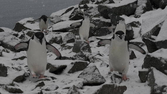 OTL31a26, Day 10, APMG0625.JPG © Andy Perkins - Oceanwide Expeditions.JPG