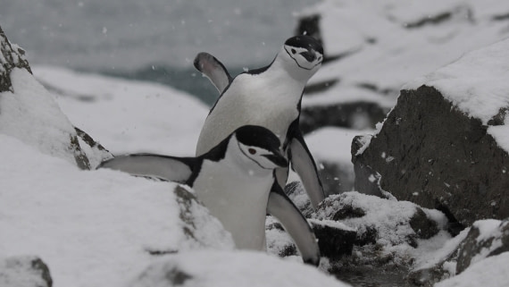 OTL31a26, Day 10, APMG0641.JPG © Andy Perkins - Oceanwide Expeditions.JPG