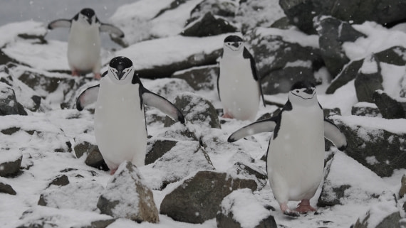 OTL31a26, Day 10, APMG0652.JPG © Andy Perkins - Oceanwide Expeditions.JPG