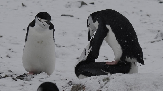 OTL31a26, Day 10, APMG0661.JPG © Andy Perkins - Oceanwide Expeditions.JPG