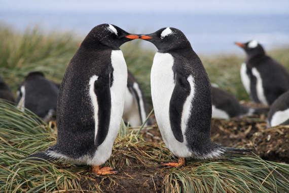 Gentoo Penguins: A moment of connection