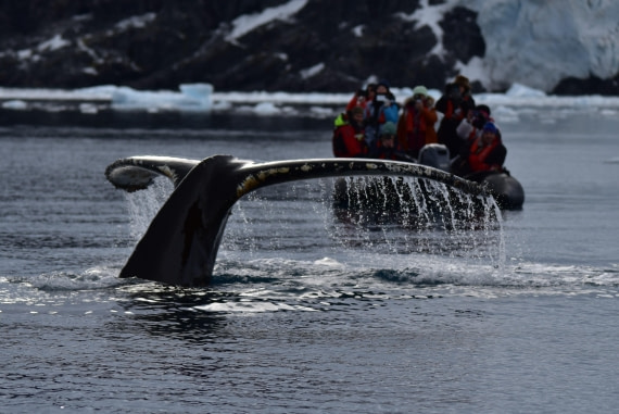 Whale watching, M/V Plancius