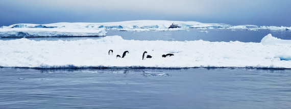 penguin
