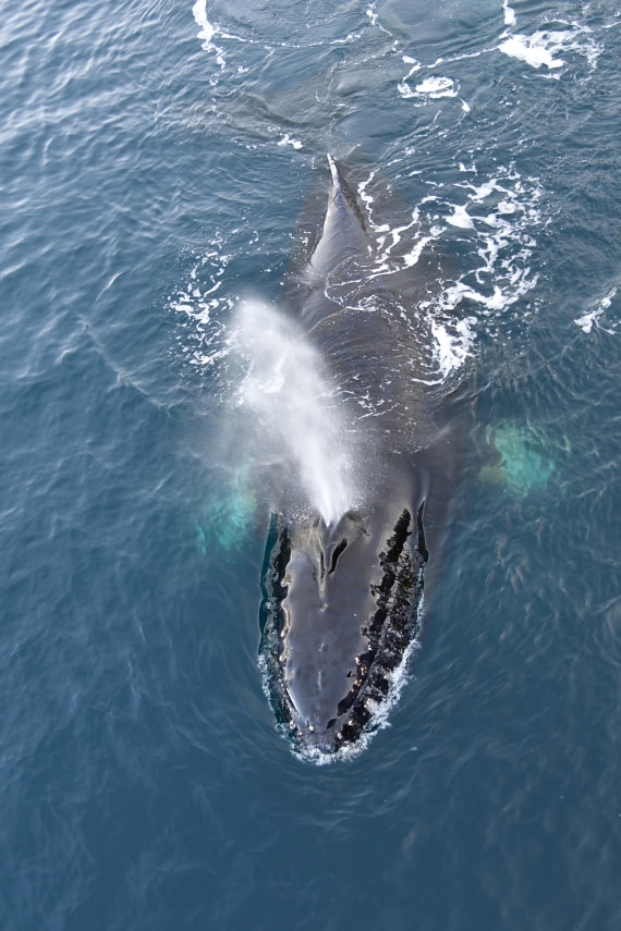 Whale watching, M/V Plancius