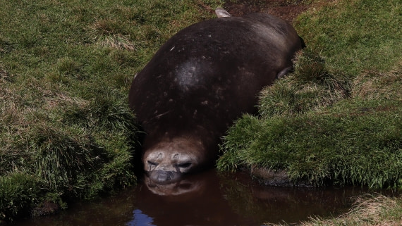 Elephant seal in water at Grytviken