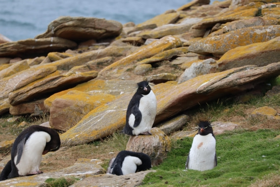 Rockhopper at Carcass Island