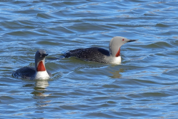 Red -throated Divers  Longyearbyen