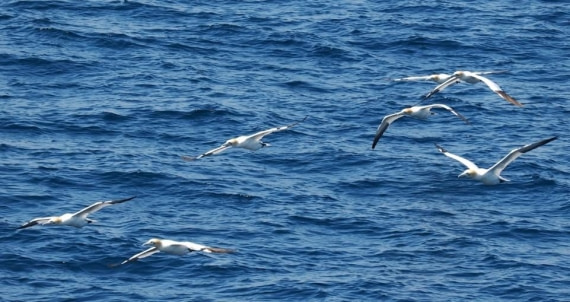 OTL01c26, Day 2, Picture8© Unknown photographer - Oceanwide Expeditions.jpg