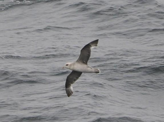 OTL01c26, Day 9, Picture24© Unknown photographer - Oceanwide Expeditions.jpg