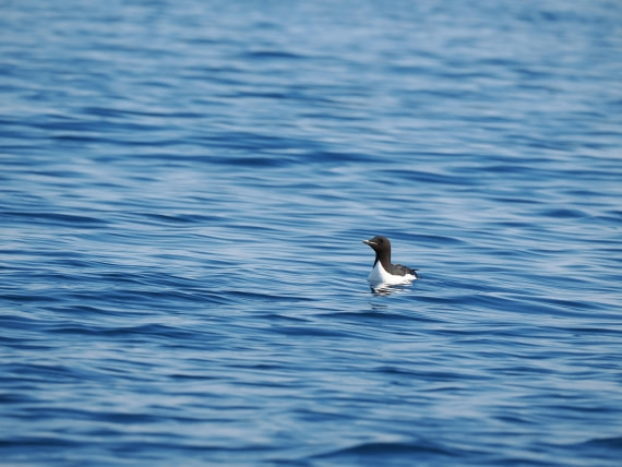 OTL03-26, Day 2, P6060437© Unknown photographer - Oceanwide Expeditions.JPG