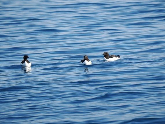 OTL03-26, Day 2, P6060438 copy© Unknown photographer - Oceanwide Expeditions.JPG