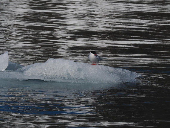 OTL03-26, Day 2, P6060439© Unknown photographer - Oceanwide Expeditions.JPG