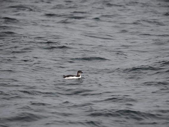 OTL03-26, Day 3, P6070481© Unknown photographer - Oceanwide Expeditions.JPG