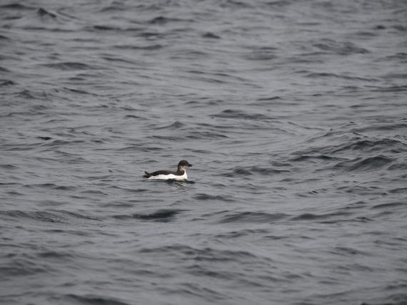 OTL03-26, Day 3, P6070482© Unknown photographer - Oceanwide Expeditions.JPG