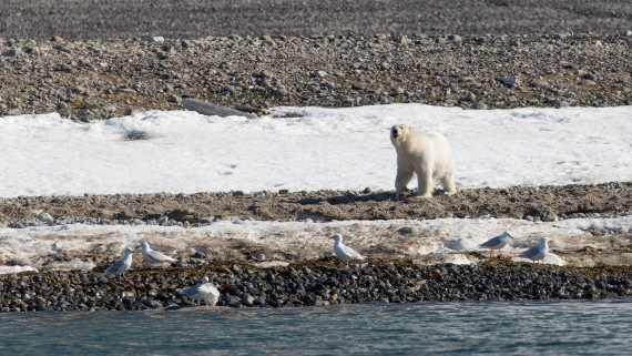 OTL03-26, Day 4, PippaLow-5996© Pippa Low - Oceanwide Expeditions.jpg