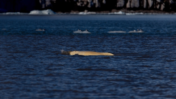 OTL03-26, Day 5, PippaLow-7073© Pippa Low - Oceanwide Expeditions.jpg