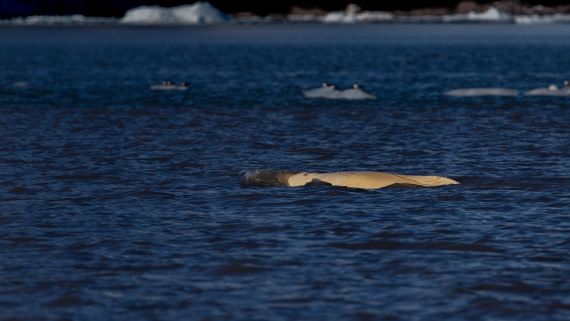 OTL03-26, Day 5, PippaLow-7076© Pippa Low - Oceanwide Expeditions.jpg