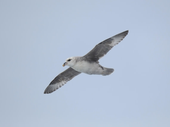 OTL03-26, Day 6, 2026-06-10 Northern Fulmar© Unknown photographer - Oceanwide Expeditions.JPG