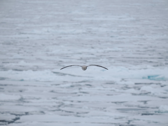 OTL03-26, Day 6, P6100753© Unknown photographer - Oceanwide Expeditions.JPG