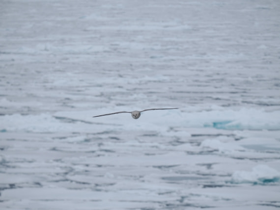 OTL03-26, Day 6, P6100754© Unknown photographer - Oceanwide Expeditions.JPG