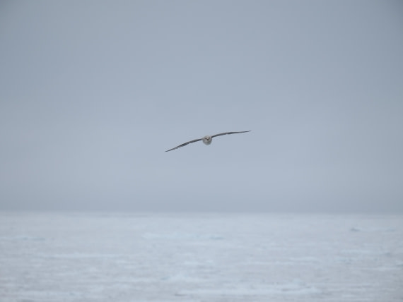 OTL03-26, Day 6, P6100760© Unknown photographer - Oceanwide Expeditions.JPG