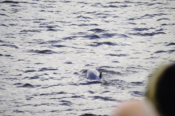 PLA03C26, Day 3, _DSC1060.JPG © Esther Josten - Oceanwide Expeditions.JPG