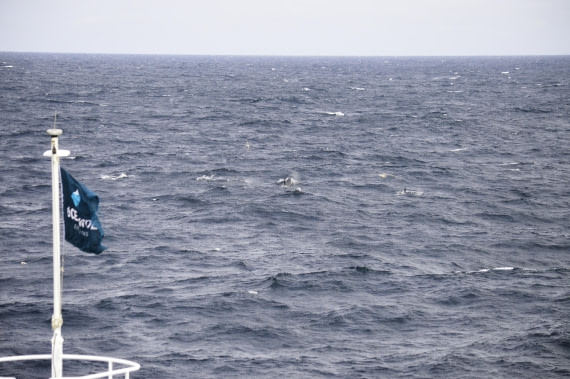 PLA03C26, Day 5, _DSC0192.JPG © Esther Josten - Oceanwide Expeditions.JPG