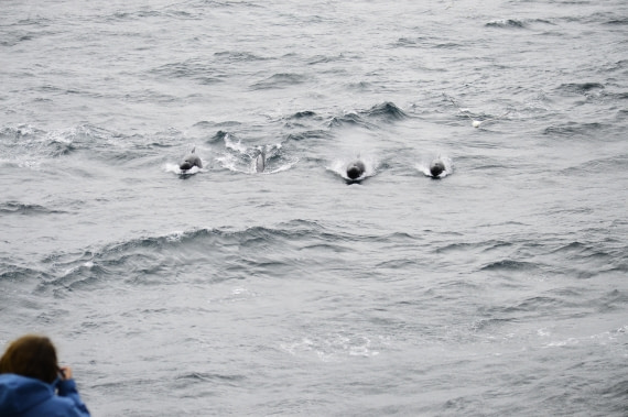 PLA03C26, Day 5, _DSC1701.JPG © Esther Josten - Oceanwide Expeditions.JPG